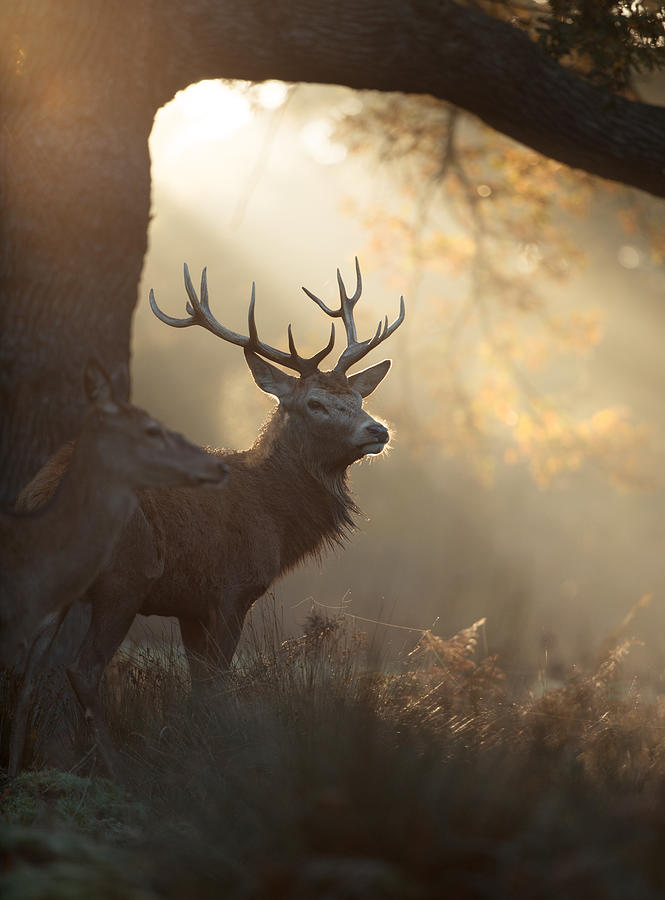 A large stag the mist. Photograph by Alex Saberi