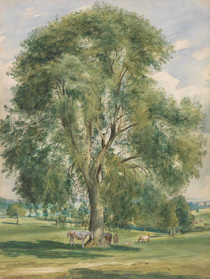 A Large Tree in a Summer Landscape, a Horse Standing at the Base Drawing by Lionel Constable