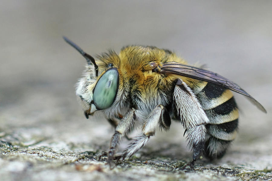 A Lateral Close Up Of A Female Digger Bee From The Gard, France ...