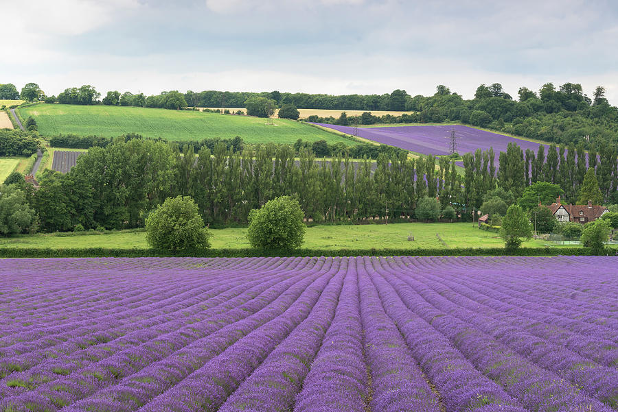 A Lavender Farm Photograph by Catherine Sullivan