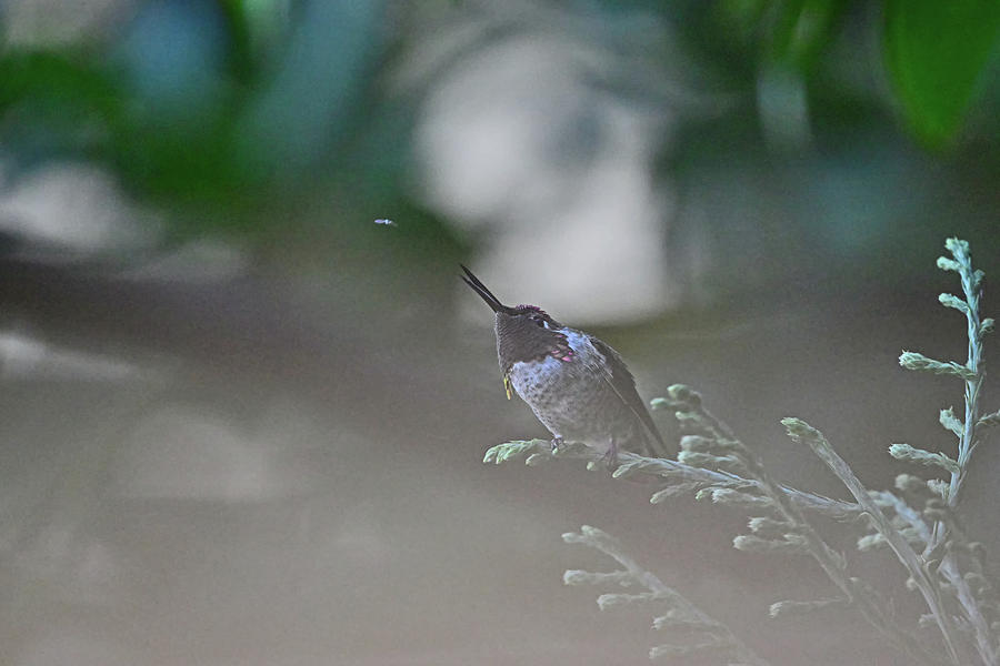 A Lazy Predator - Annas Hummingbird Photograph by Amazing Action Photo Video
