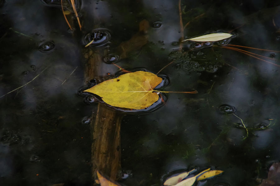 A leaf floating in the shallows Photograph by Jeff Swan