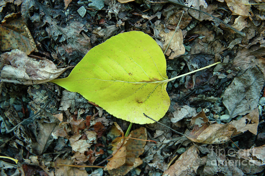 A Leaf On The Ground Photograph