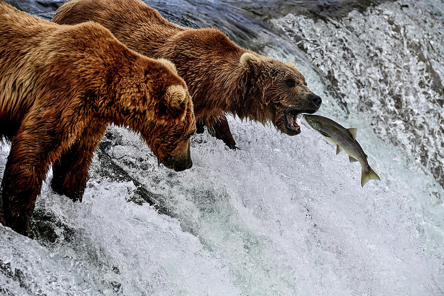 A Leap of Death - Pink Salmon and Alaska Brown Bear Photograph by Amazing Action Photo Video