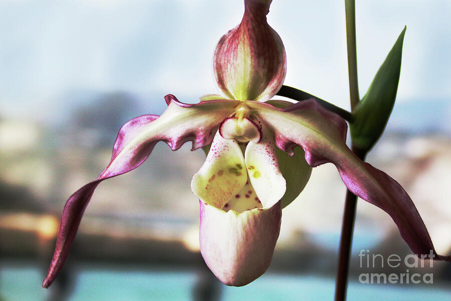 Orchid Photograph - A Leapin Leap Year by Michael May