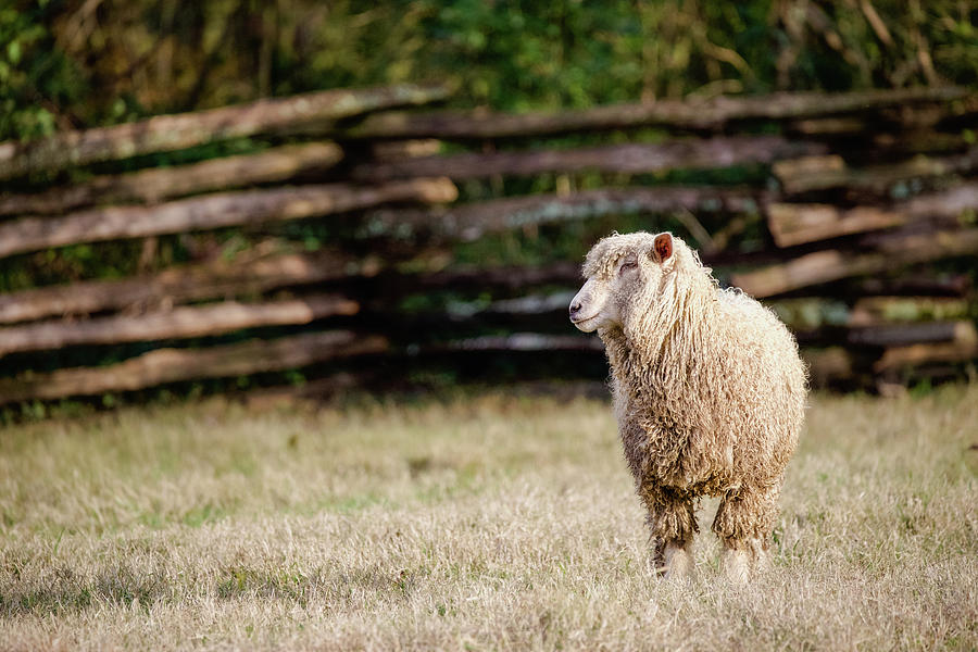 A Leicester Longwool in Autumn Photograph by Rachel Morrison
