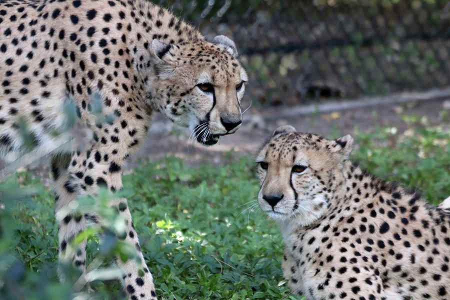 A Leopard Couple Photograph by David T Wilkinson