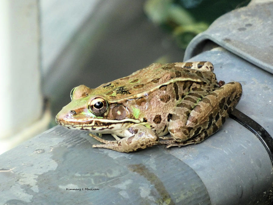 A Leopard Frog Photograph by Kimmary I MacLean