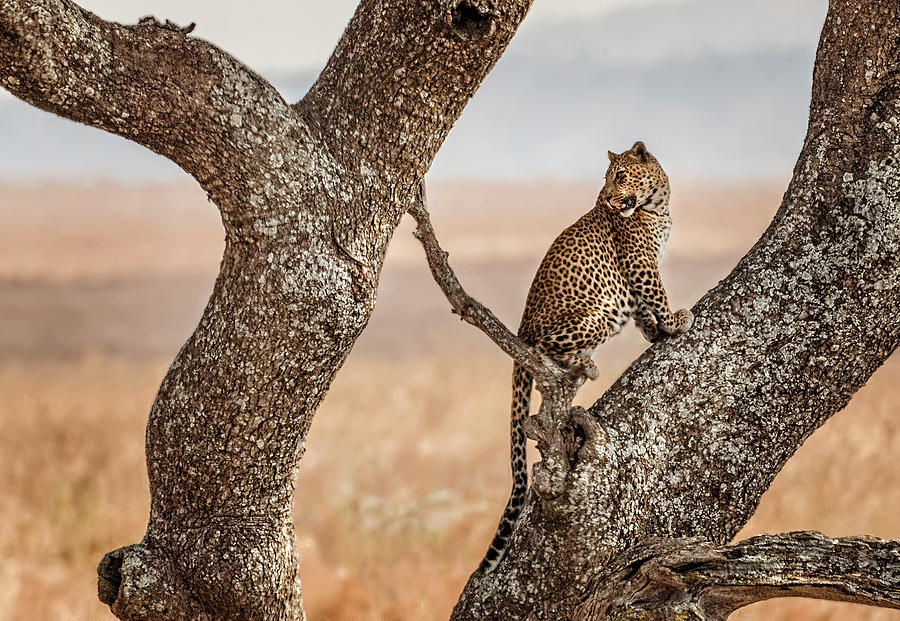 A Leopard in the Serengeti Photograph by Mitchell R Grosky