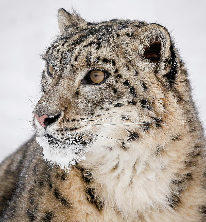 A Leopards Snow Mustache Photograph