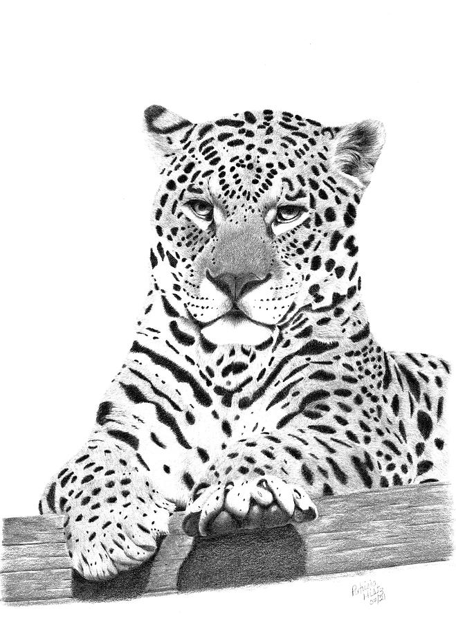 A Leopards Stare Drawing by Patricia Hiltz