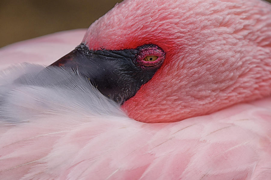 A Lesser Flamingo Photograph by Mike Martin