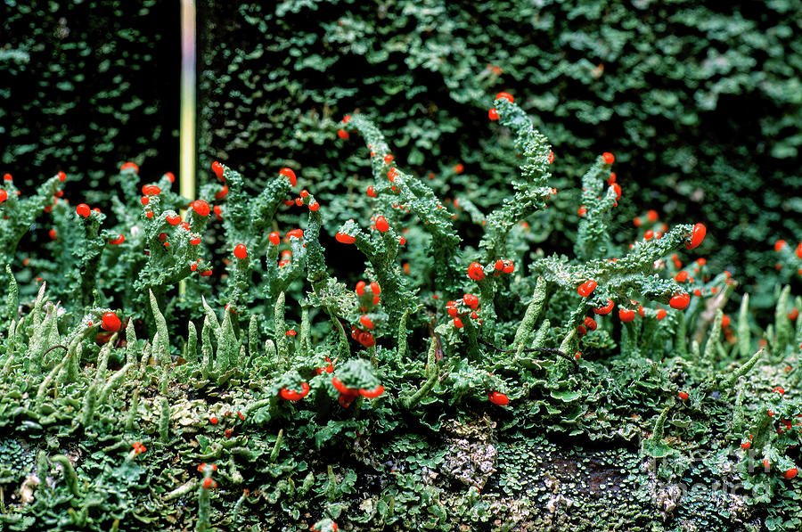 A lichen called British Soldiers growing on an old fence gate Photograph by William Kuta