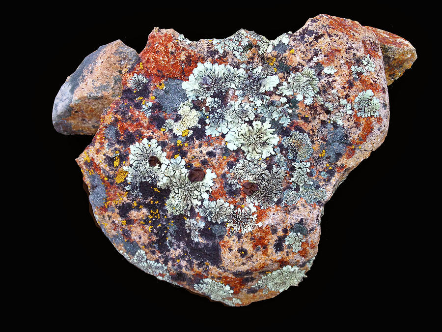 A Lichen Covered Rock Mixed Media by Lorena Cassady