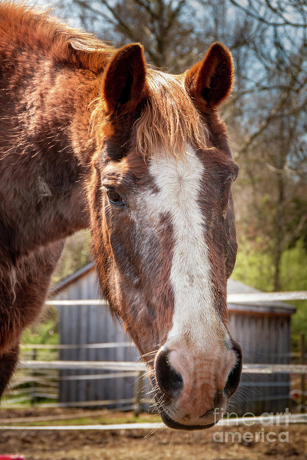 Duke Appaloosa Horse