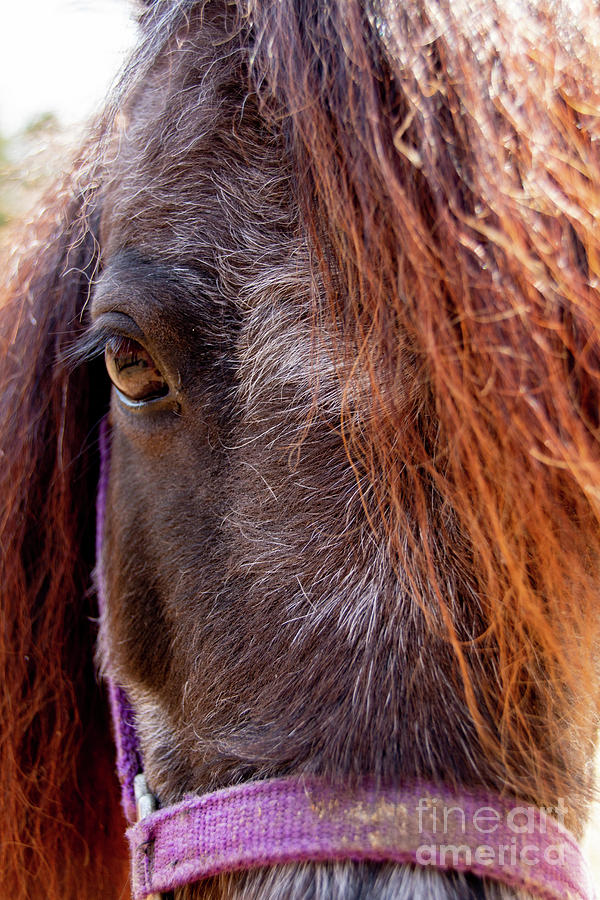 Horse Photograph - A Life Saved - Windy by Kristia Adams