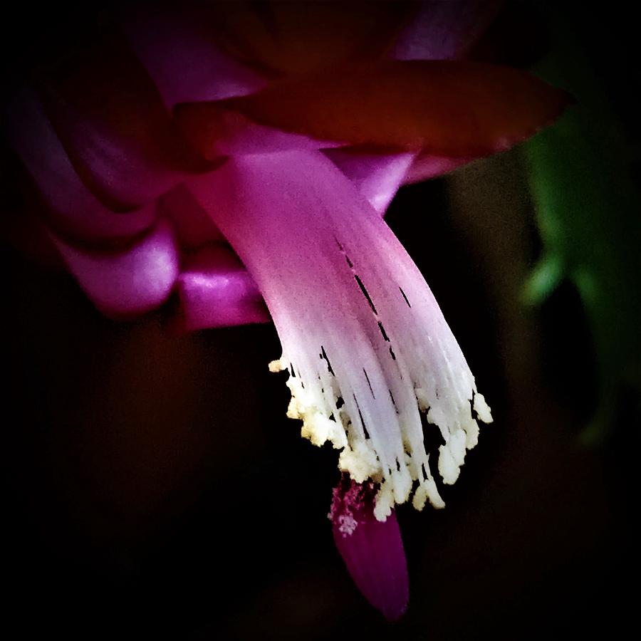 A Light in the Darkness The Christmas Cactus Photograph by Angela Davies