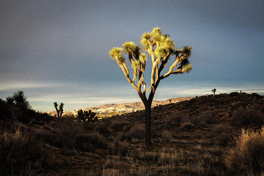 A Light On Joshua Tree Photograph by Joseph S Giacalone