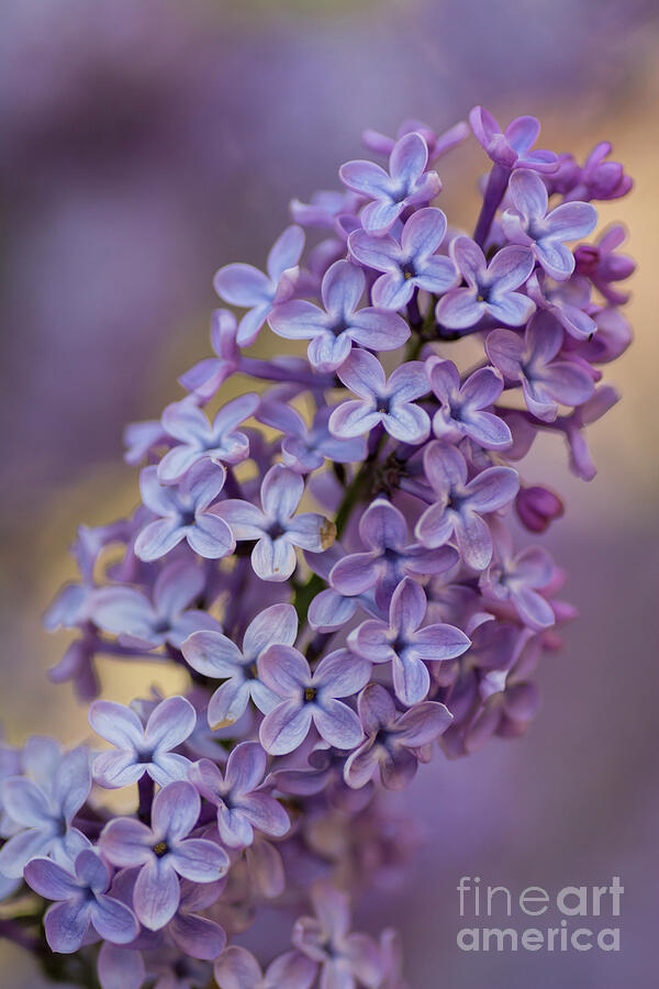 A Lilac Named Rocky Photograph by Pamela Dunn-Parrish