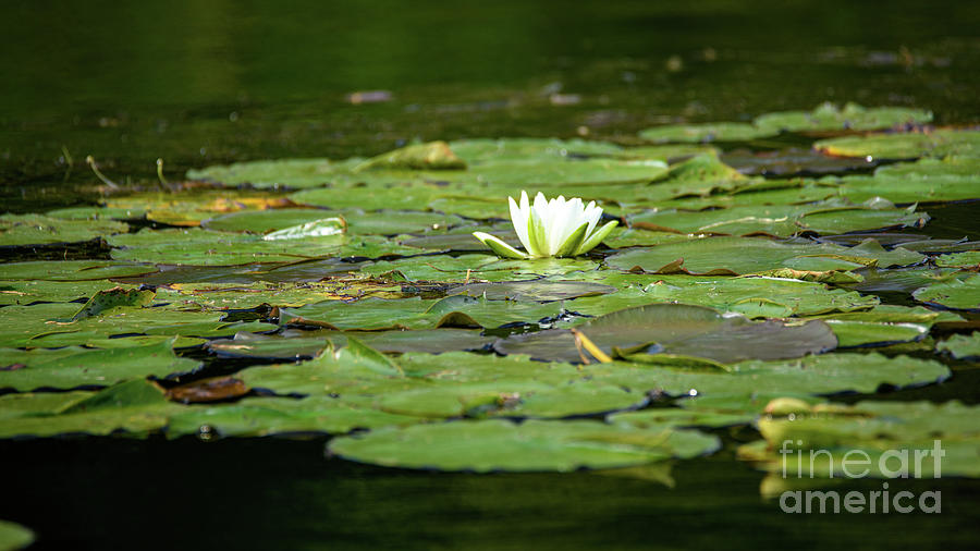 A Lily In The Pads Photograph