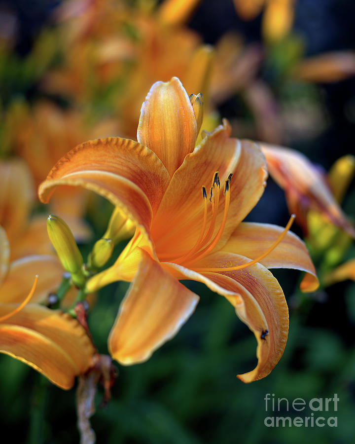A Lily Sings Photograph