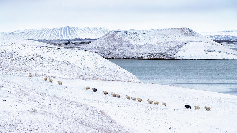 A line of Icelandic sheep walk through the snow covered land at  Photograph by Jane Rix