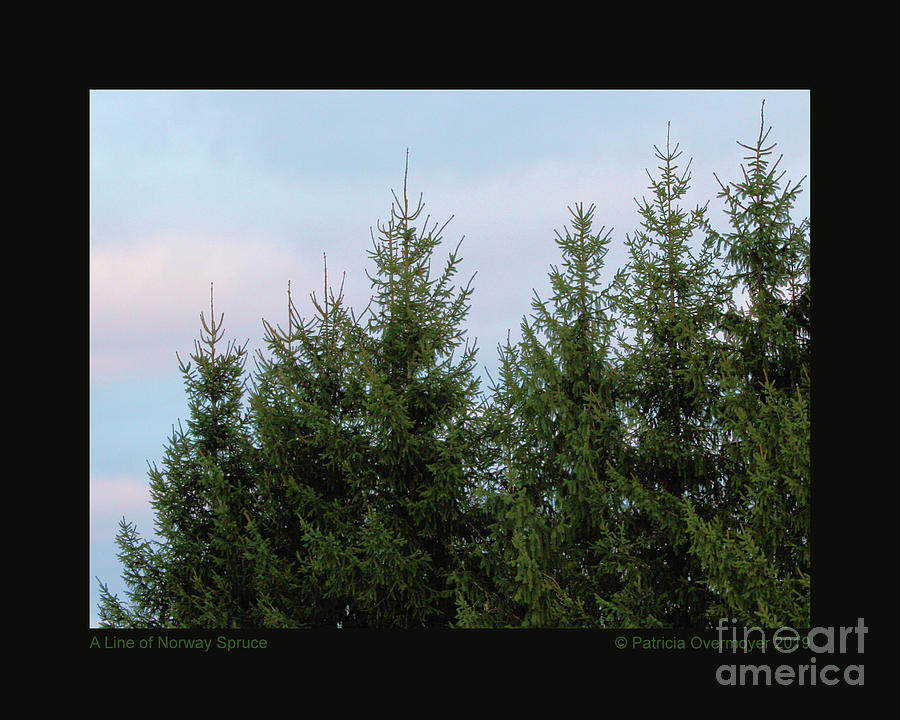 A Line of Norway Spruce Photograph by Patricia Overmoyer
