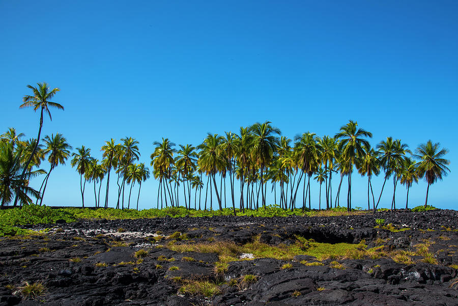 A Line of Palm Trees Photograph by Bill Cubitt