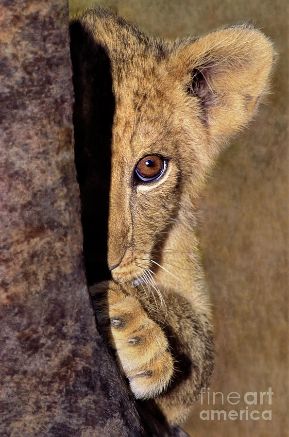 A Lion Cub Plays Hide and Seek Wildlife Rescue Photograph by Dave Welling