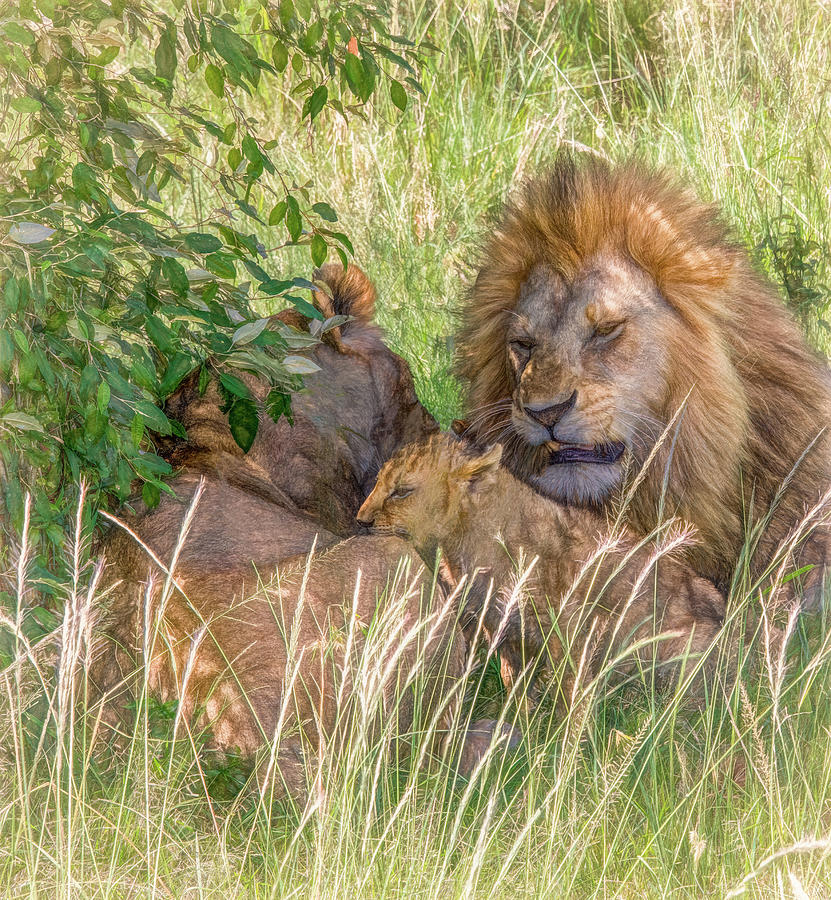 A Lion Family Portrait, Kenya Photograph by Marcy Wielfaert