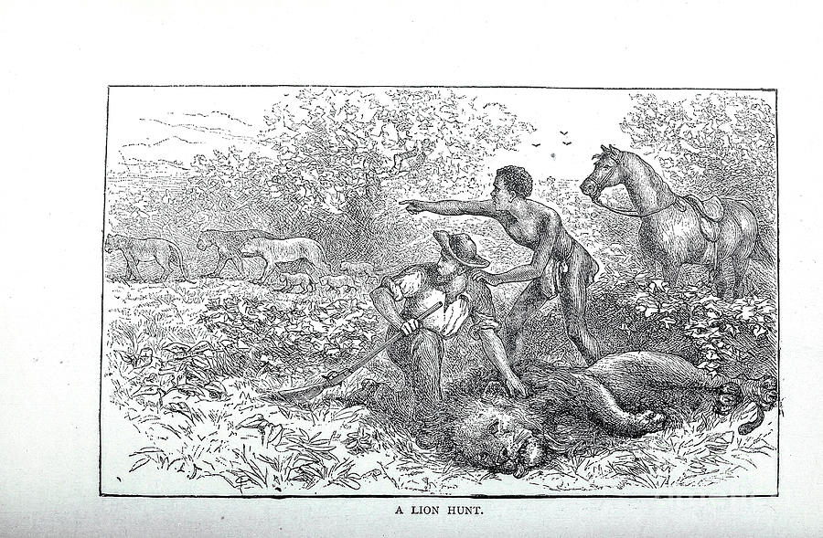 A Lion Hunt x1 Drawing by Historic illustrations - Fine Art America