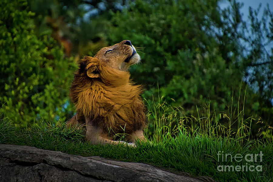 A Lion King At Ukumari Photograph by Al Bourassa