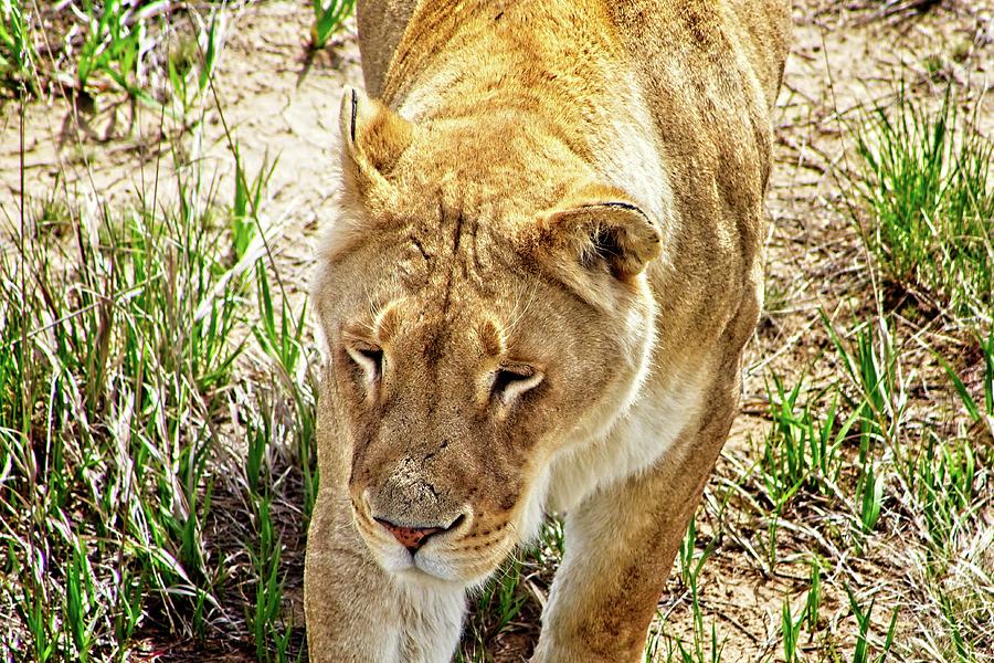 A Lioness On The Prowl #2. Photograph