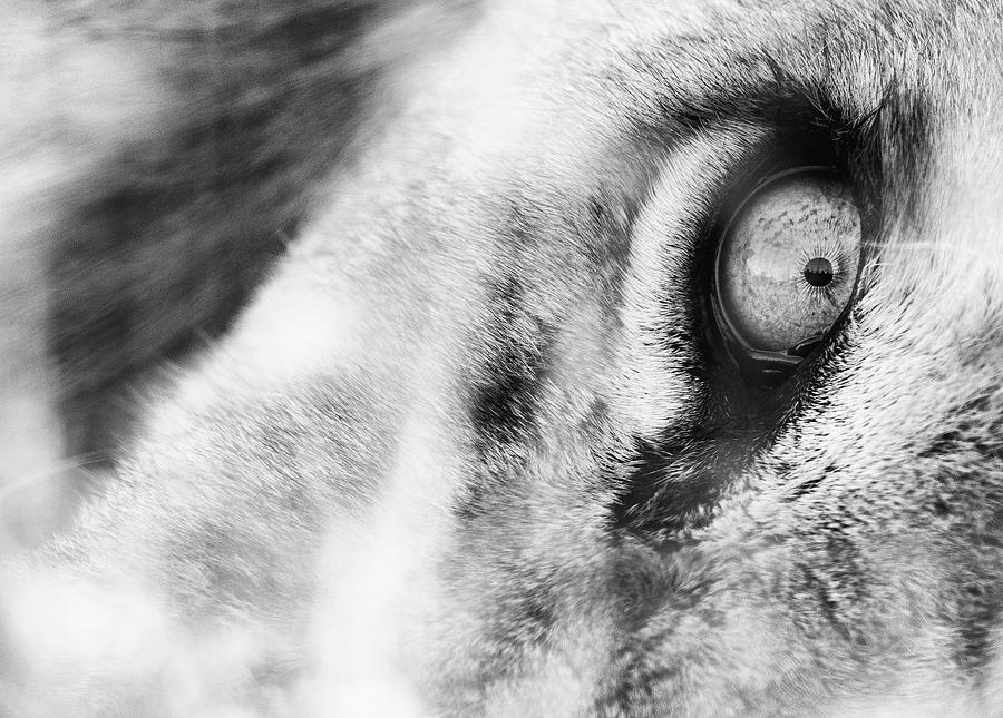 A Lions Eye Photograph by Max Waugh
