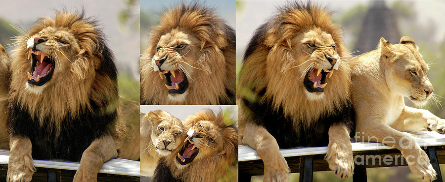 A lions roar with very sharp teeth.  Photograph by Gunther Allen