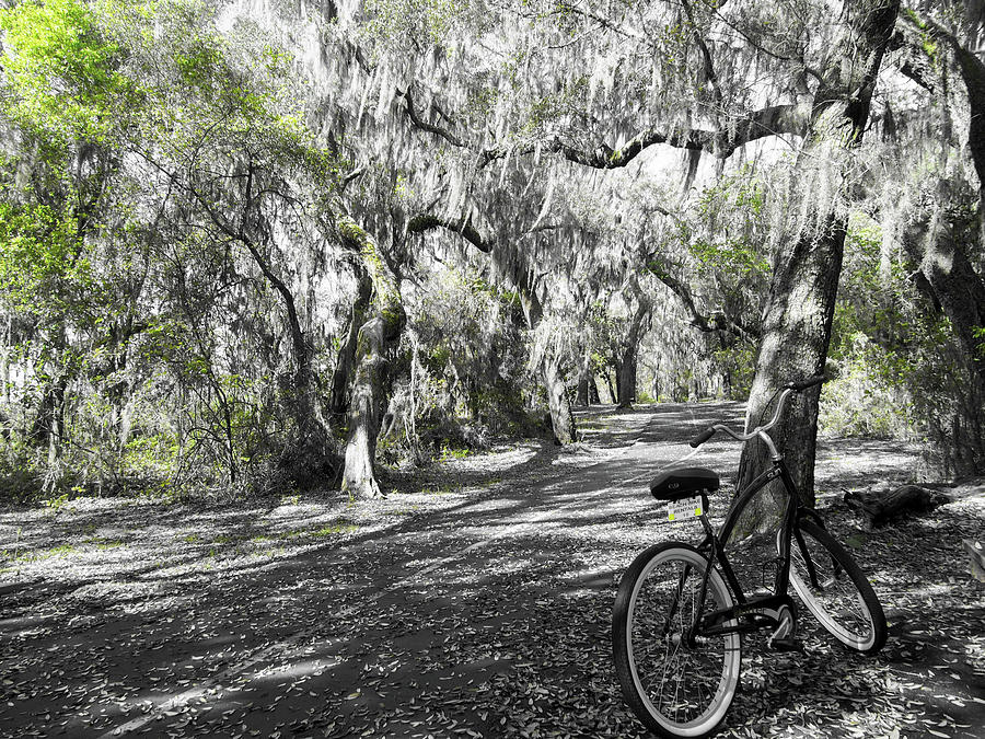 A Little Greenery Along the Bike Trail Photograph by James C Richardson