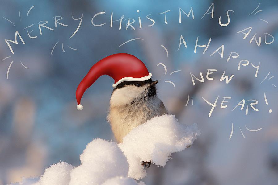 A little bird wishes Merry Christmas and a Happy New Year Photograph by Ulrich Kunst And Bettina Scheidulin