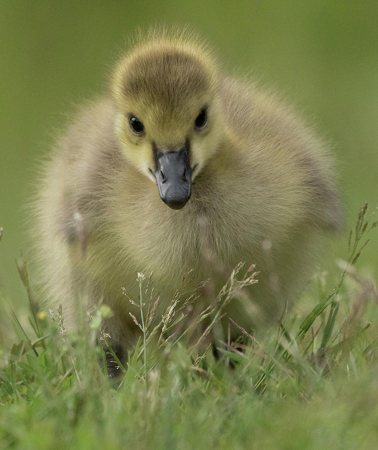 A Little Canada Goose Photograph by David Lipsy - Fine Art America