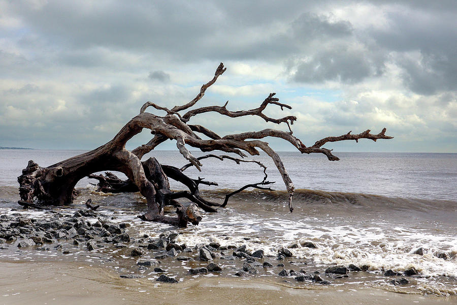 A Little Driftwood Beach Majesty Photograph by Ed Williams