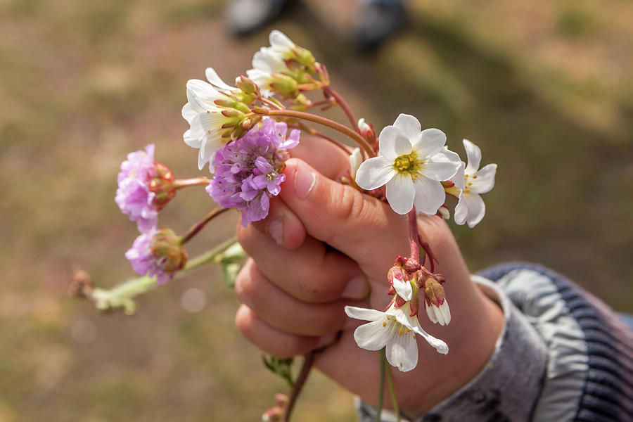 A little girls hand holds some wild flowers  Photograph by Karlaage Isaksen