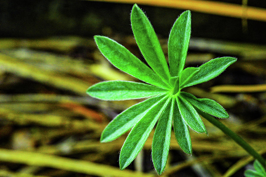 A Little Green Plant Photograph