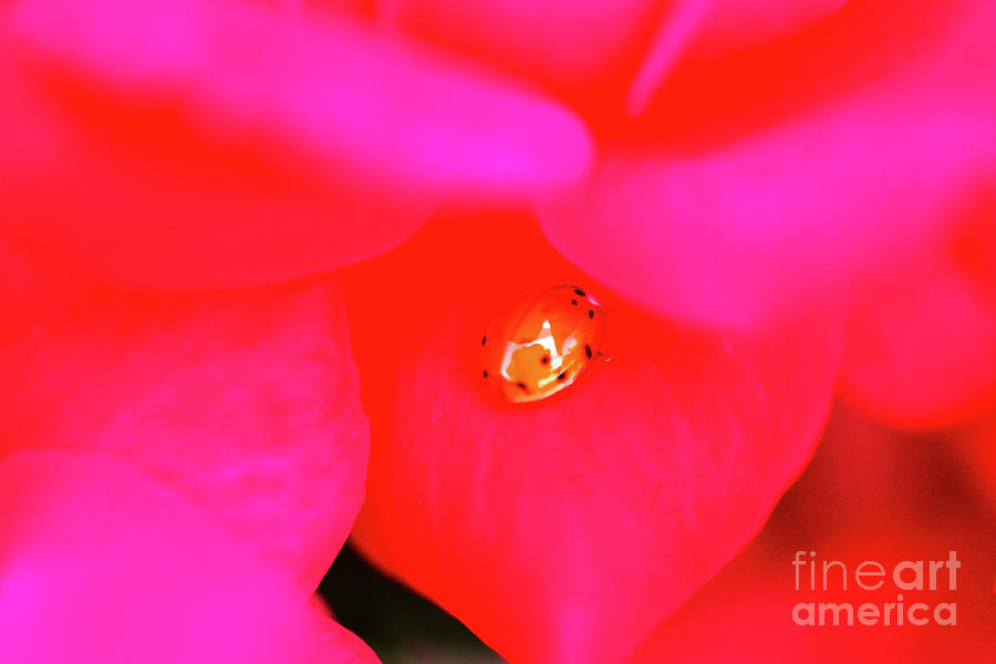 A Little Ladybug On A Rose Petal Photograph