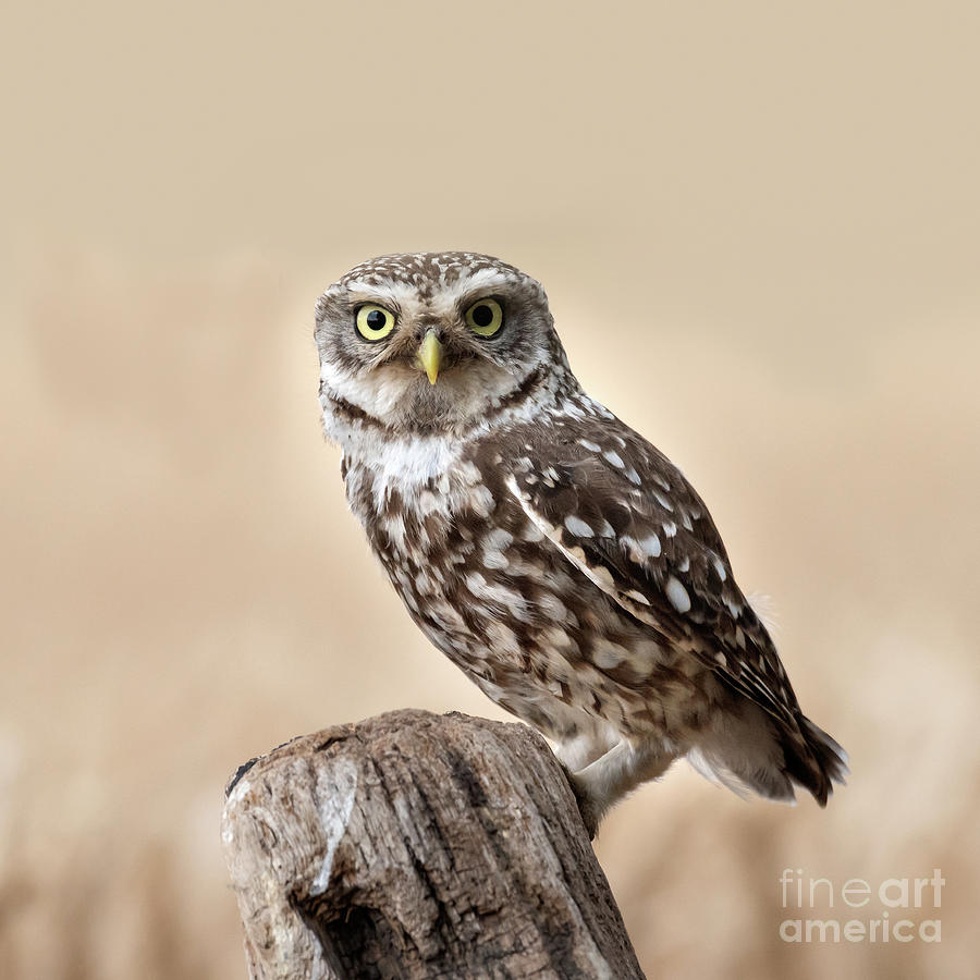 A Little Owl Hunting Photograph by Janet Burdon
