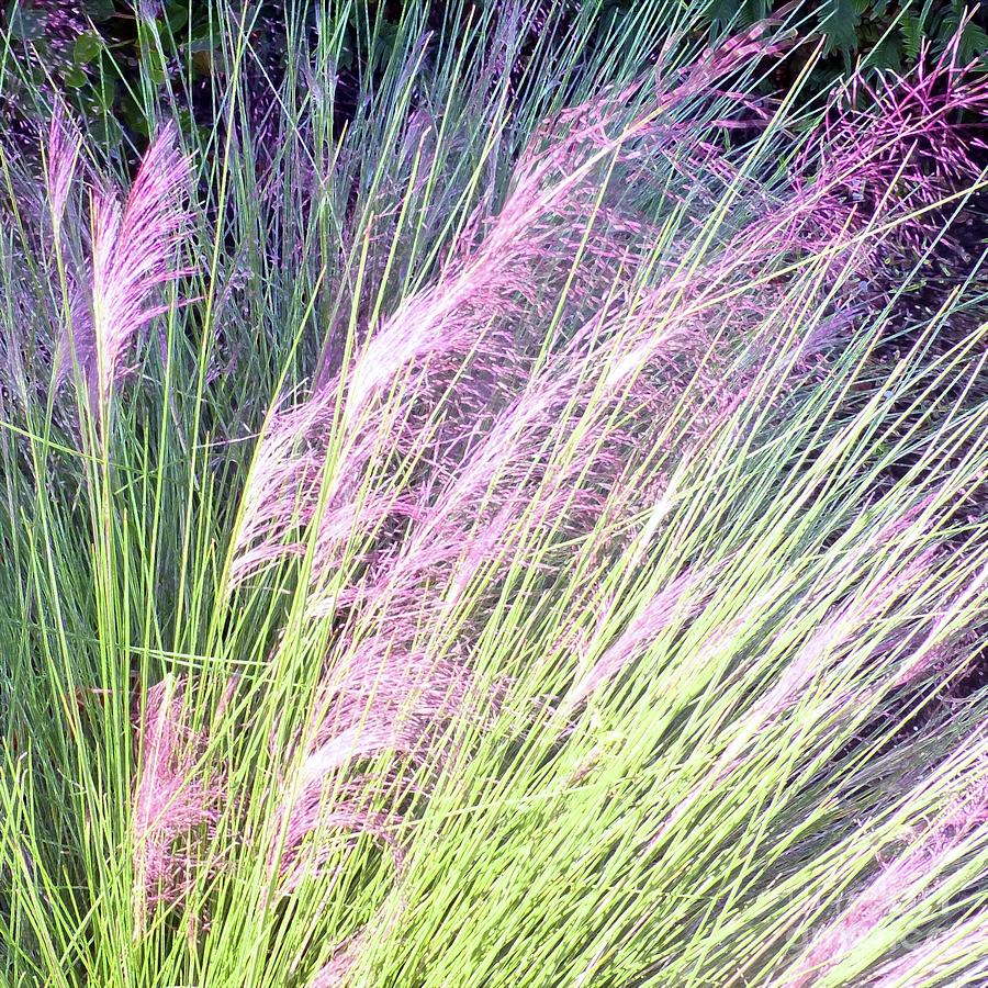 A Little Patch of Muhly Grass Photograph by Barbie Corbett-Newmin
