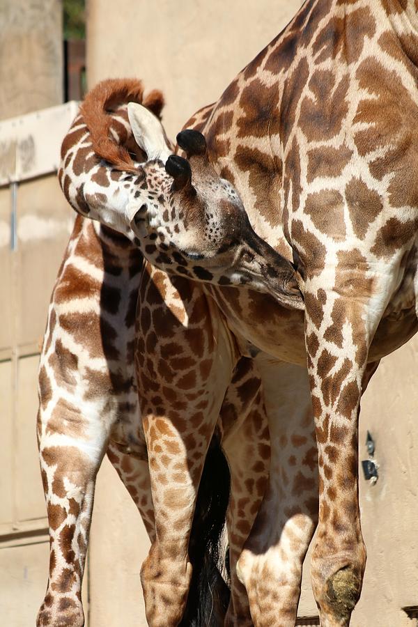 A Little Sip From Mom At Greenville Zoo South Carolina Photograph by Carol Montoya