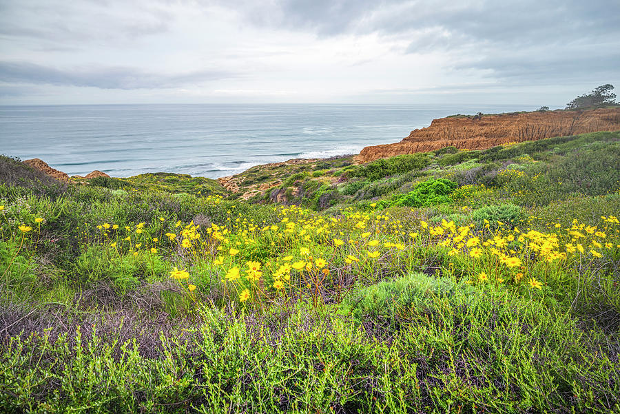 Yellow Splash On A Gray Day Torrey Pines State Natural Reserve  Photograph by Joseph S Giacalone