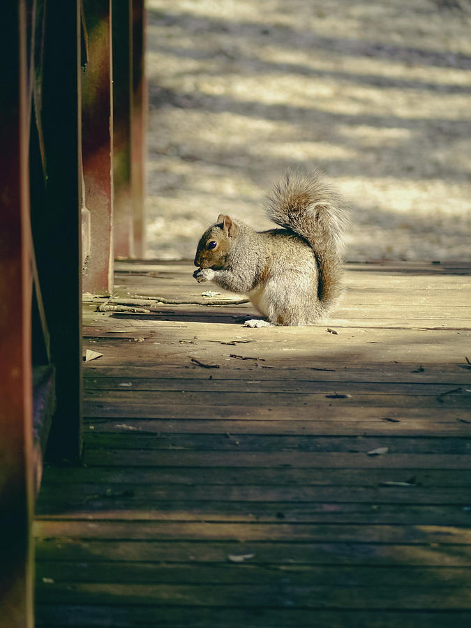 A Little Squirrel on a Bridge Photograph by Rachel Morrison