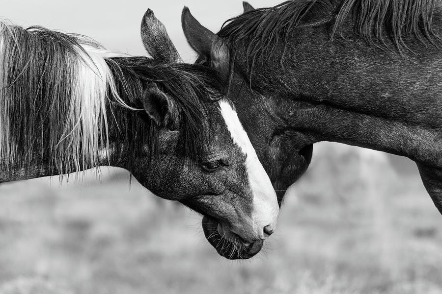 A little Tenderness Photograph by Mary Hone
