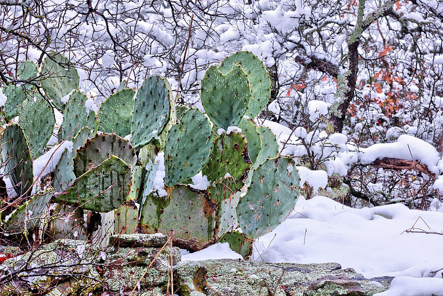 A Little Texas Snow Photograph by JC Findley