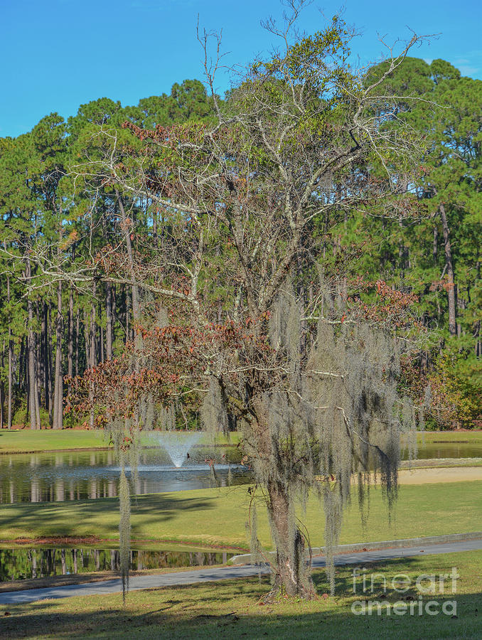 A Live Oak with Spanish Moss growing on it at Little Ocmulgee State